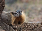 Yellow-bellied marmots 
